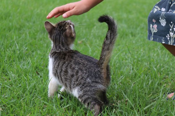 cat-3745085_bearbeitet.jpg