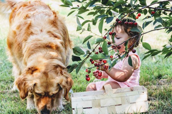 cherries-3497780_bearbeitet.jpg